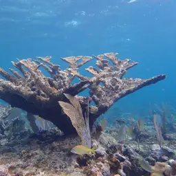 Elkhorn Coral, photo 6