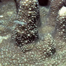 Staghorn Coral, photo 2