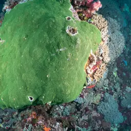 Staghorn Coral, photo 1