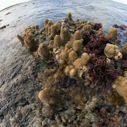Staghorn Coral, photo 3