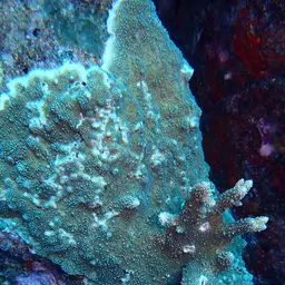 Staghorn Coral, photo 4