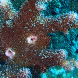 Staghorn Coral, photo 5