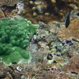 Staghorn Coral, photo 6