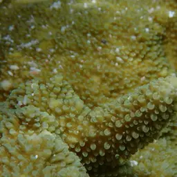 Staghorn Coral, photo 7