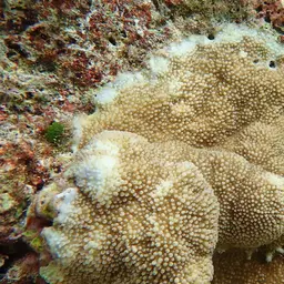 Staghorn Coral, photo 8