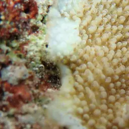 Staghorn Coral, photo 9
