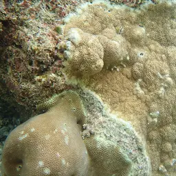 Staghorn Coral, photo 10