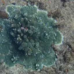 Staghorn Coral, photo 11