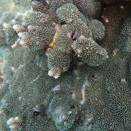 Staghorn Coral, photo 12
