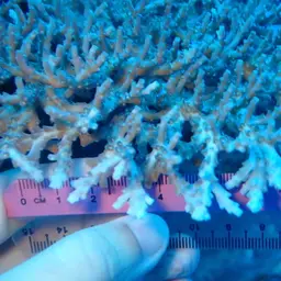 Fuzzy Table Coral, photo 2
