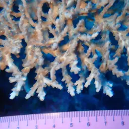 Fuzzy Table Coral, photo 3