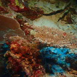 Fuzzy Table Coral, photo 4