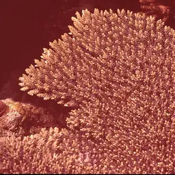 Fuzzy Table Coral, photo 5