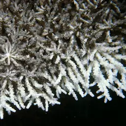 Fuzzy Table Coral, photo 6