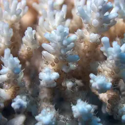 Fuzzy Table Coral, photo 7
