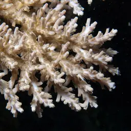 Fuzzy Table Coral, photo 1