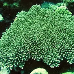 Fuzzy Table Coral, photo 8