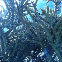 Branching Table Coral, photo 2