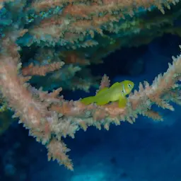 Branching Table Coral