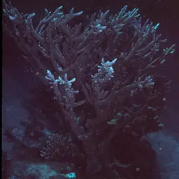 Branching Table Coral, photo 3