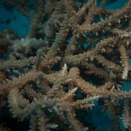 Branching Table Coral, photo 4