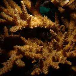 Branching Table Coral, photo 5