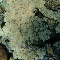 Branching Table Coral, photo 6