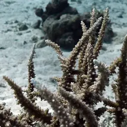 Branching Table Coral, photo 7
