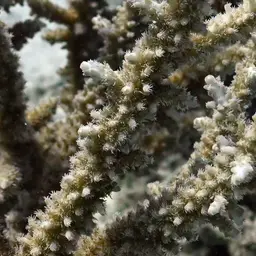 Branching Table Coral, photo 8