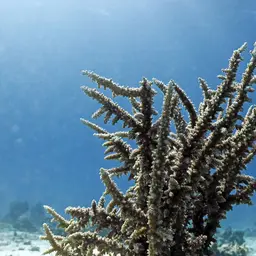 Branching Table Coral, photo 9