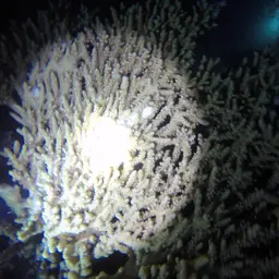 Branching Table Coral, photo 10