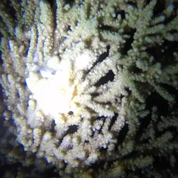 Branching Table Coral, photo 11