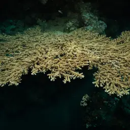 Branching Table Coral, photo 12
