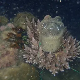 Staghorn Coral, photo 2