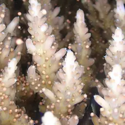 Staghorn Coral, photo 3