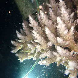 Staghorn Coral, photo 4