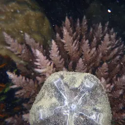 Staghorn Coral, photo 5