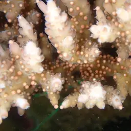 Staghorn Coral, photo 6