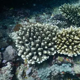 Staghorn Coral, photo 7