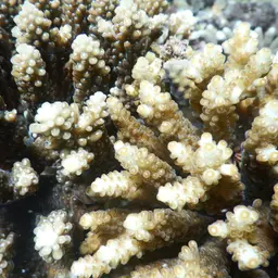 Staghorn Coral, photo 8