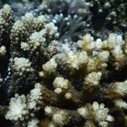 Staghorn Coral, photo 9