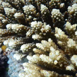 Staghorn Coral, photo 10