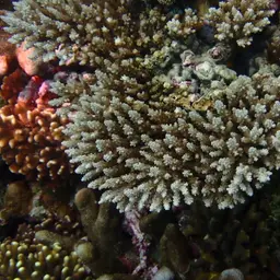 Staghorn Coral, photo 11