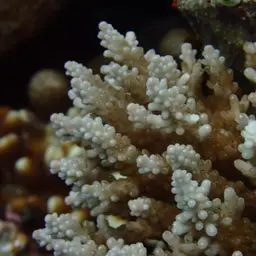 Staghorn Coral, photo 12