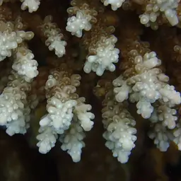 Staghorn Coral, photo 1