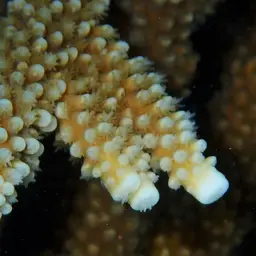 Fused Staghorn, photo 2