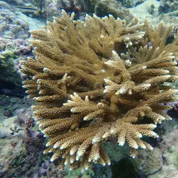 Fused Staghorn, photo 3