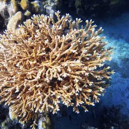 Fused Staghorn, photo 1