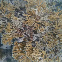 Fused Staghorn, photo 9