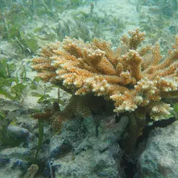 Fused Staghorn, photo 10